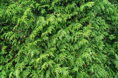 Texture - green coniferous tree. Stock Photos