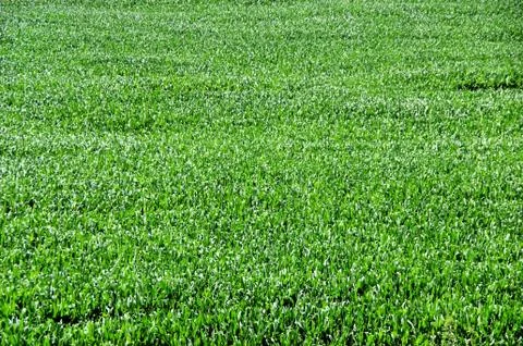 Texture of  green corn, maize, Stock Photos