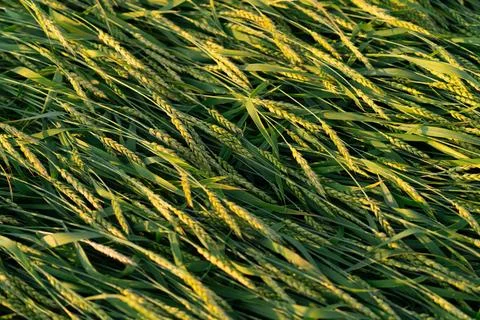 Texture of green ears of wheat lying on the field. Stock Photos