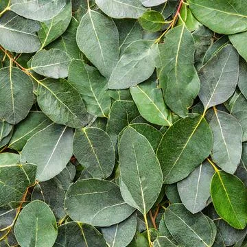Texture Of Green Eucalyptus Leaves Stock Photos