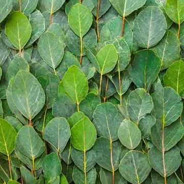 Texture Of Green Eucalyptus Leaves Stock Photos