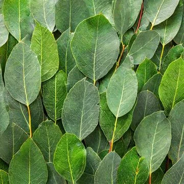 Texture Of Green Eucalyptus Leaves Stock Photos