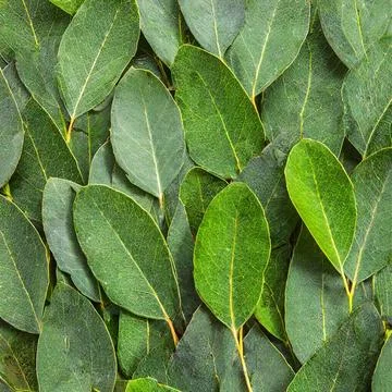 Texture Of Green Eucalyptus Leaves Stock Photos