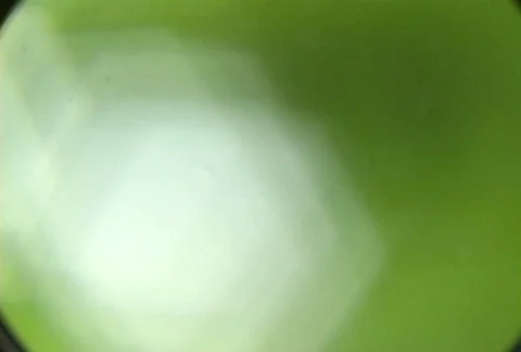 Texture of Green Ferns Stock Footage 355267