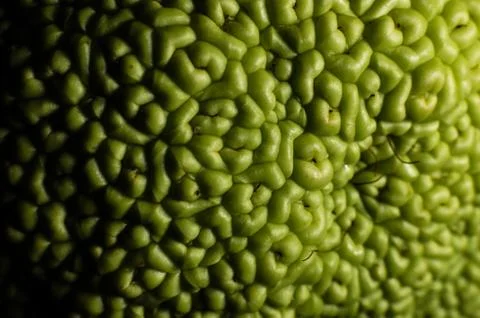 Texture of green fruit rind macro closeup Stock Photos