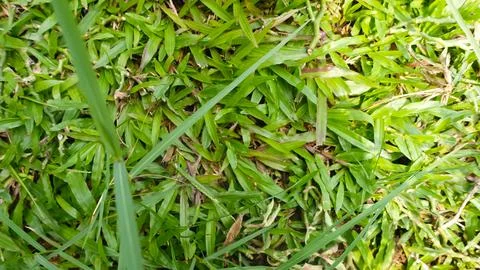 Texture of green grass and trees Stock Photos