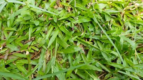 Texture of green grass and trees Stock Photos