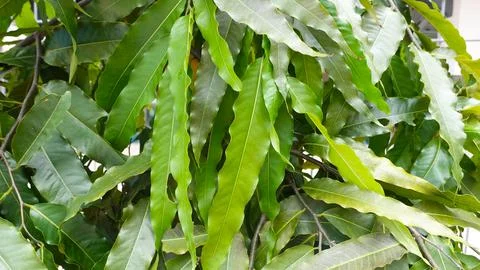 Texture of green grass and trees Stock Photos