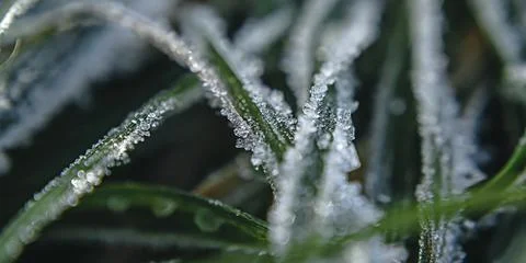 Texture of green grass covered with ice Stock Photos