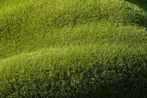 Texture of green grass field background, soft focus. Stock Photos