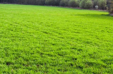 The texture of green grass field Stock Photos
