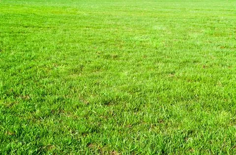 The texture of green grass field Stock Photos