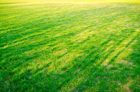 The texture of green grass field Foto stock
