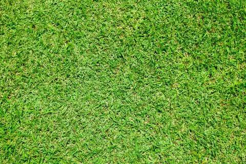 Texture of green grass Stock Photos