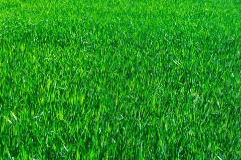 Texture of the green grass Stock Photos