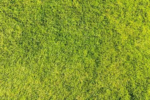 Texture of green grass. Summer background. Stock Photos