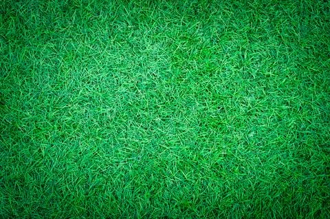 Texture of Green grass  yard background Stock Photos