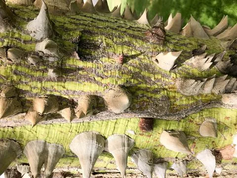 The texture of a green horisia tree with sharp spiny thorns and thorns with b Foto stock
