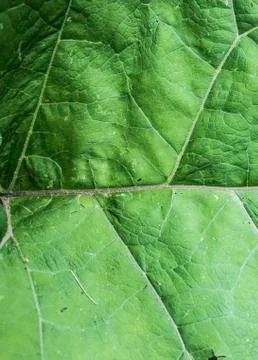 Texture of a green leaf as abstract background macro plant pattern Stock Photos