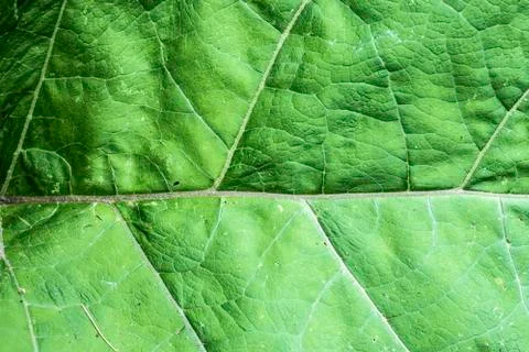 Texture of a green leaf as abstract background macro plant pattern 스톡 사진