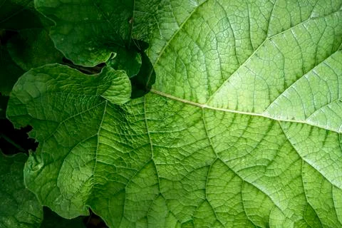 Texture of a green leaf as abstract background macro plant pattern Stock Photos