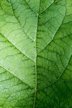 Texture of a green leaf as abstract background macro plant pattern 스톡 사진
