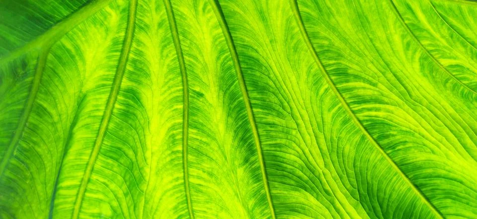 Texture of green leaf in background light. Flat exotic texture of plant Stock Photos
