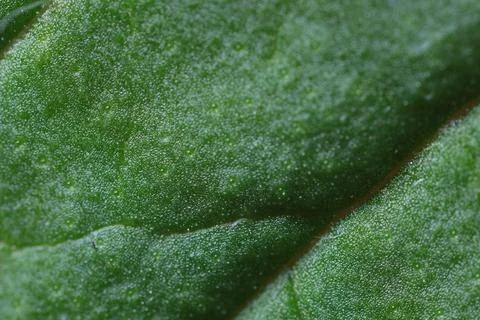 Texture of green leaf as background, macro view Stock Photos