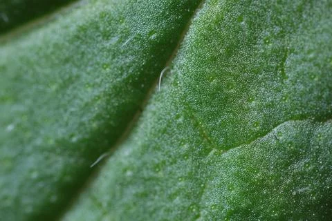 Texture of green leaf as background, macro view Stock Photos