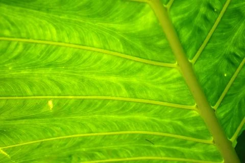 Texture of a green leaf as background Stock Photos