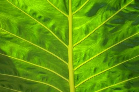 Texture of a green leaf as background Stock Photos
