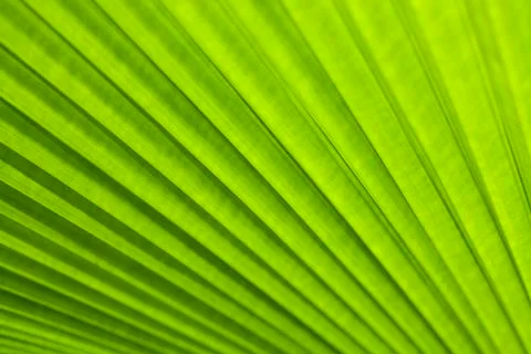 Texture of a green leaf as background Foto stock