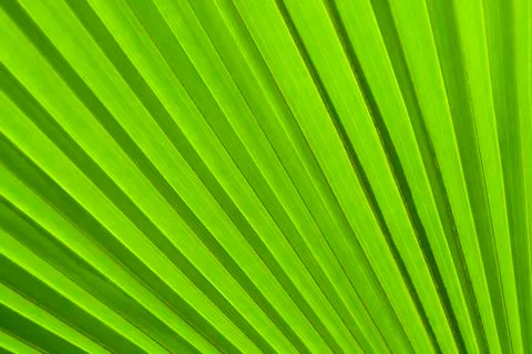 Texture of a green leaf as background Foto stock