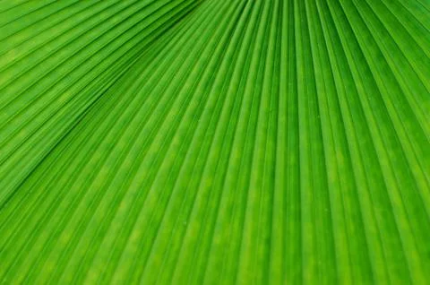 Texture of a green leaf as background Stock Photos