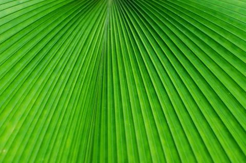 Texture of a green leaf as background Foto stock