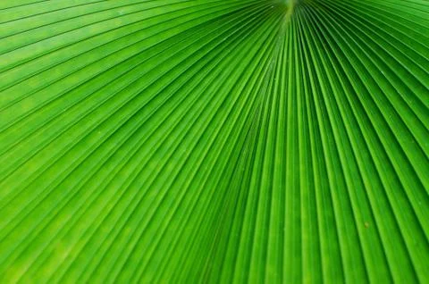 Texture of a green leaf as background Foto stock