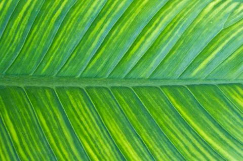 Texture of a green leaf as background Stock Photos