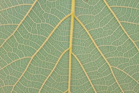 Texture of a green leaf as background Stock Photos
