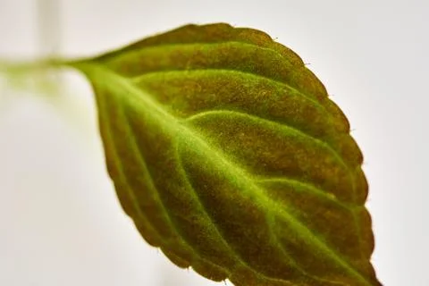 Texture of a green leaf as background Stock Photos