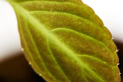 Texture of a green leaf as background Stock Photos