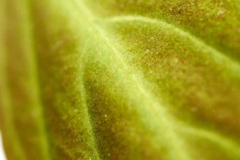 Texture of a green leaf as background Foto stock