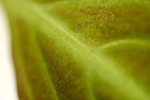 Texture of a green leaf as background Stock Photos