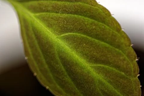 Texture of a green leaf as background Stock Photos