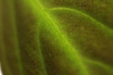 Texture of a green leaf as background Stock Photos