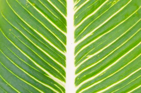 Texture of a green leaf as background Stock Photos