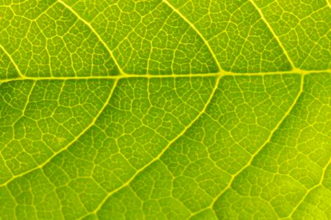 Texture of a green leaf as background Foto stock