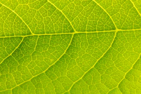 Texture of a green leaf as background Stock Photos