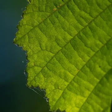 Texture of a green leaf as background Stock Photos