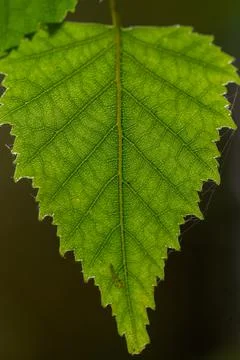 Texture of a green leaf as background Stock Photos