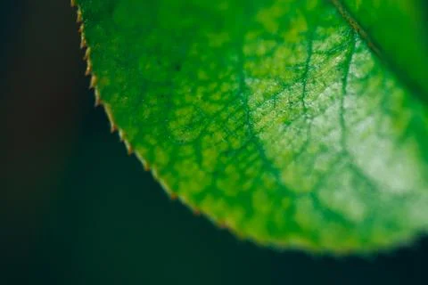 Texture of a green leaf as background sunny day macro photo Stock Photos